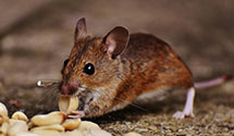24 Hour & Emergency Exterminators in Mannington Township, NJ